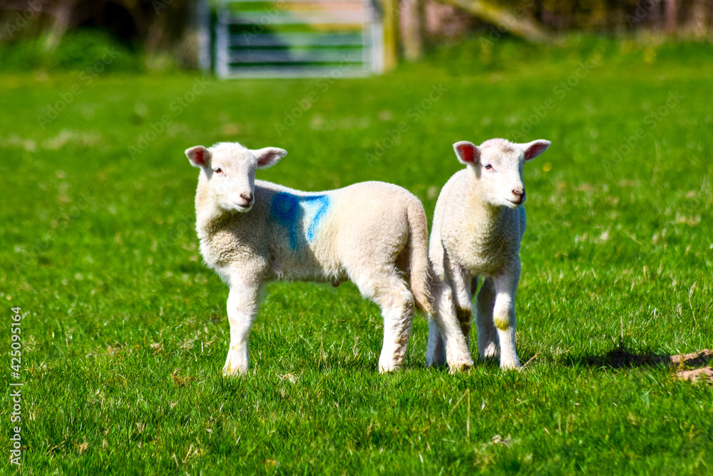 Obraz premium Curious wool