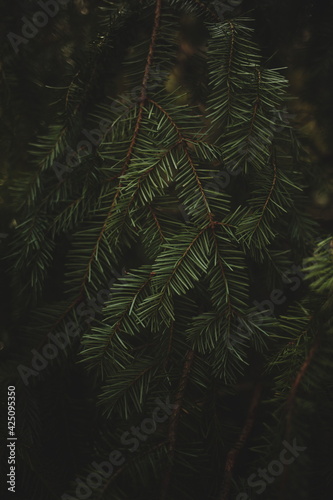 Dark green pine needles against a black background in the Canadian forest.