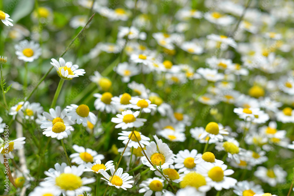 Beautiful chamomile flowers in meadow. Spring or summer nature scene with blooming daisy flowers. Soft focus