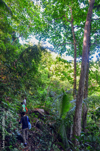 Groups of tourists hiking in the dense jungle in the tropical forest