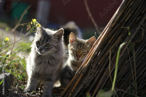adorable cats peeking out in nature
