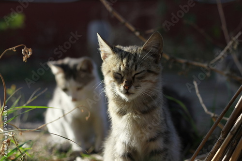 adorable cats peeking out in nature