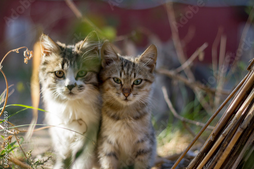 adorable cats peeking out in nature