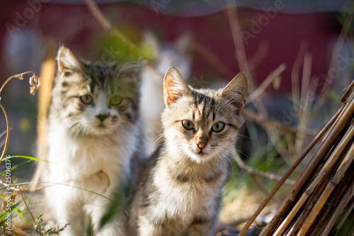 adorable cats peeking out in nature
