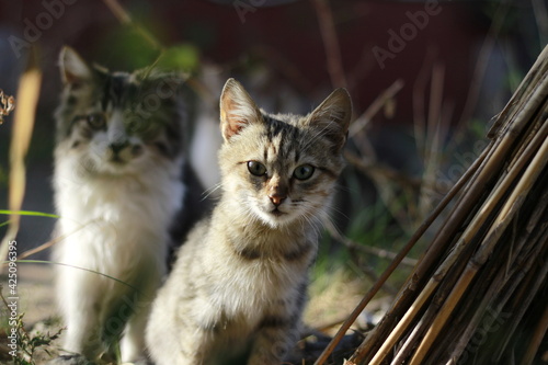 adorable cats peeking out in nature