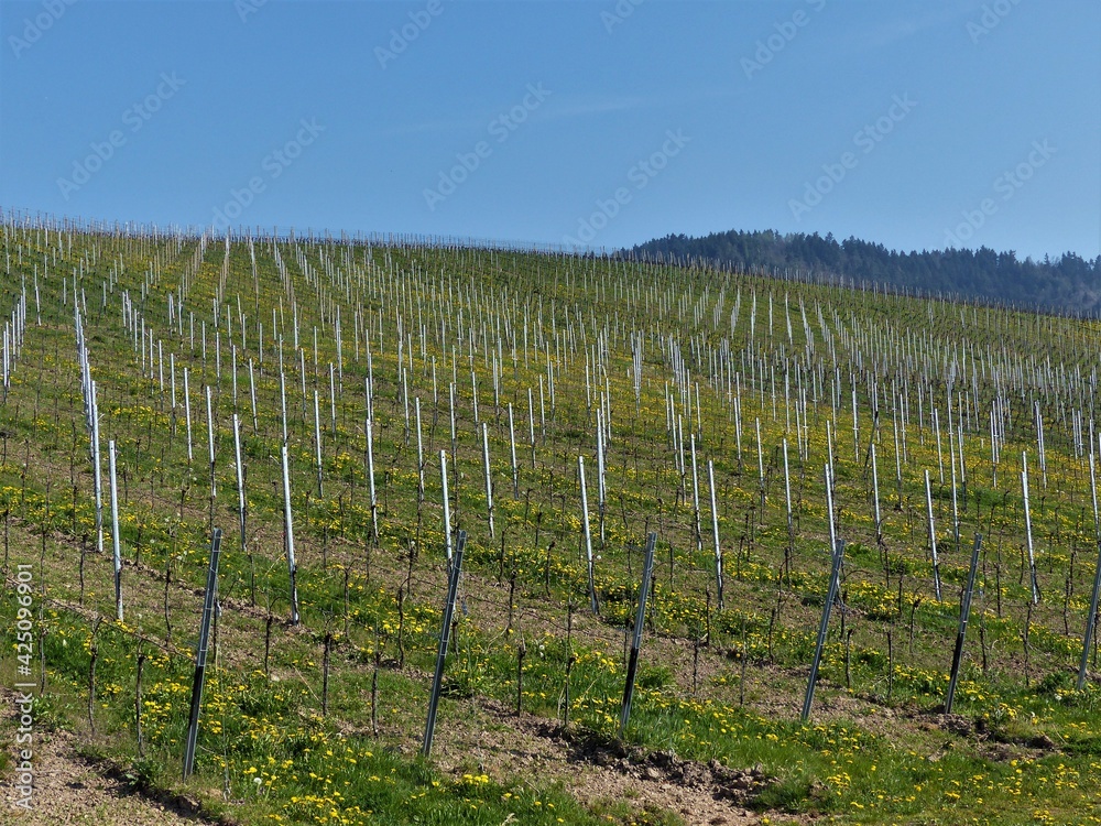 Neuangepflanzte Rebstöcke im Weinberg mit blühender Löwenzahnwiese im Frühling Neuangepflanzte Rebstöcke im Weinberg mit blühender Löwenzahnwiese im Frühling