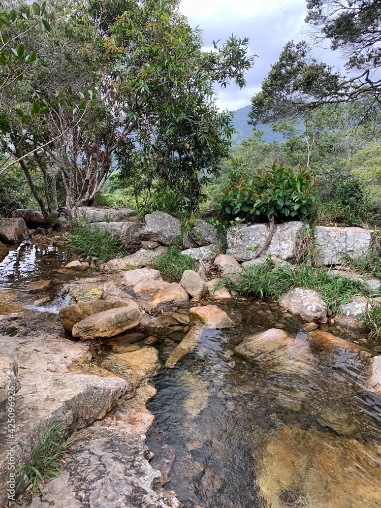Obraz premium river in the forest
