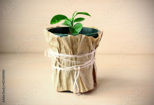 Sapling sprout of a tangerine seed  in the soil. Seedling pot wrapped in kraft paper.