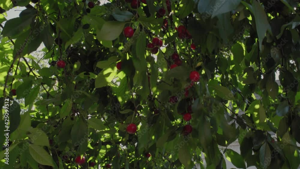The Rays of the Sun Make Their Way Through the Cherry Tree With Fruits on the Branches The Rays of the Sun Make Their Way Through the Cherry Tree With Fruits on the Branches