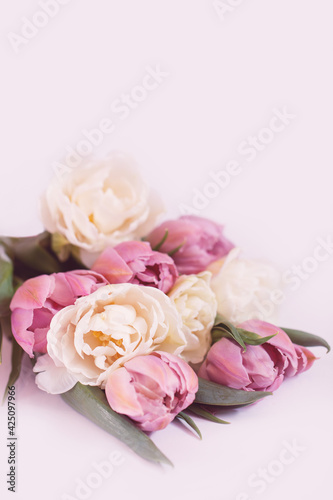pink tulips on a pink background, birthday gift © meegi