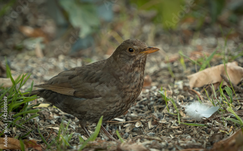 A blackbird sit on the ground in Jena
