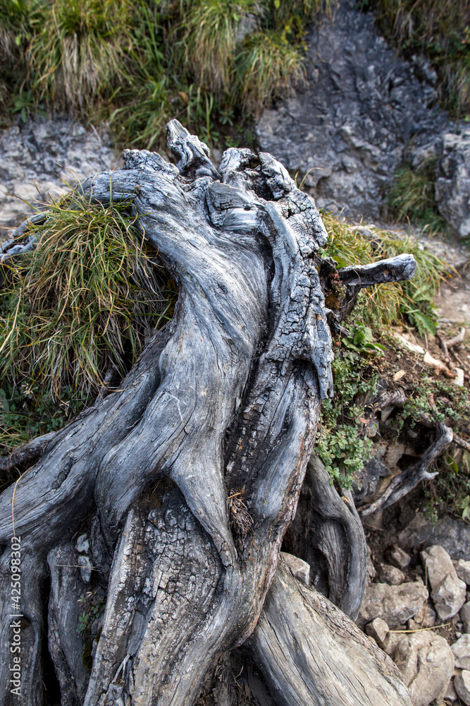 travel germany and bavaria, old root from a dead tree besides a hiking path, Bavaria, Germany