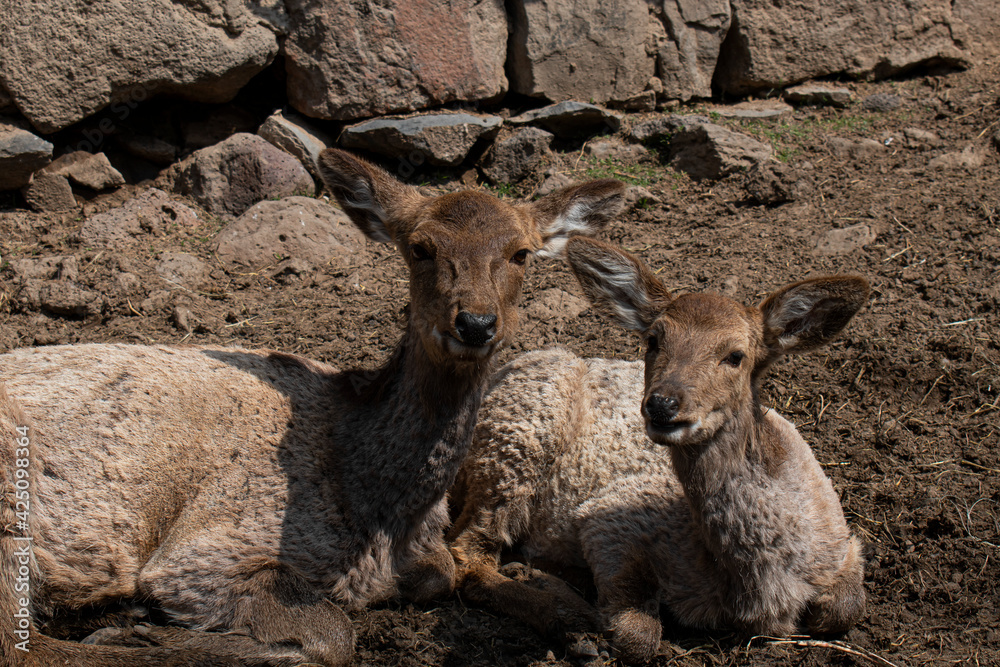Fototapeta premium Red Deer in the park