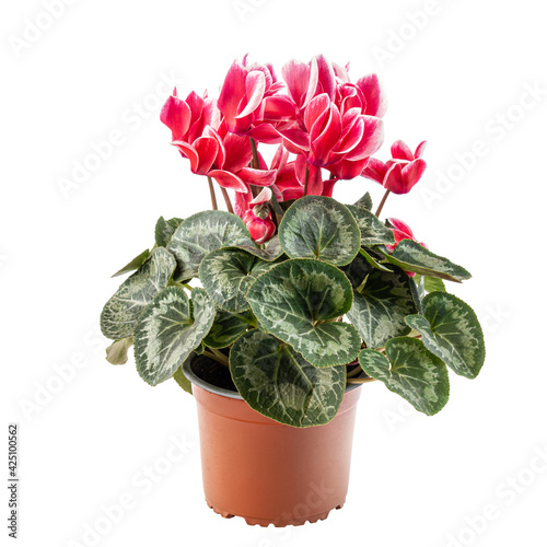 Red and white cyclamen flowers photo