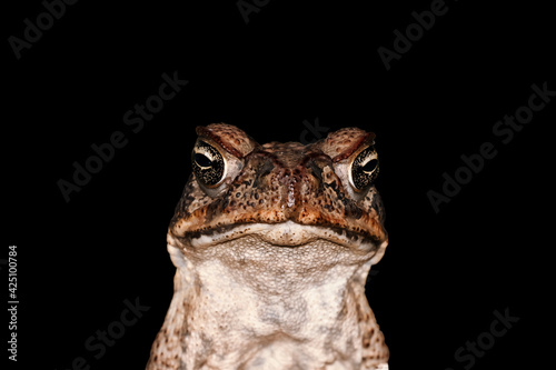 Toad with puckered lips. Princess and the frog fairytale concept. Cane Toads are pest to Australia and is a native to South and mainland Central America