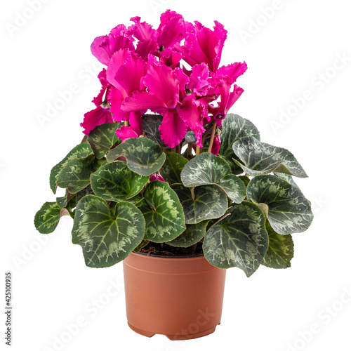 Photos Beautiful flower of pink cyclamen