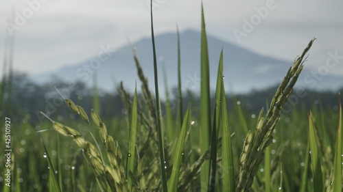The dewy rice seeds are about to be harvested
