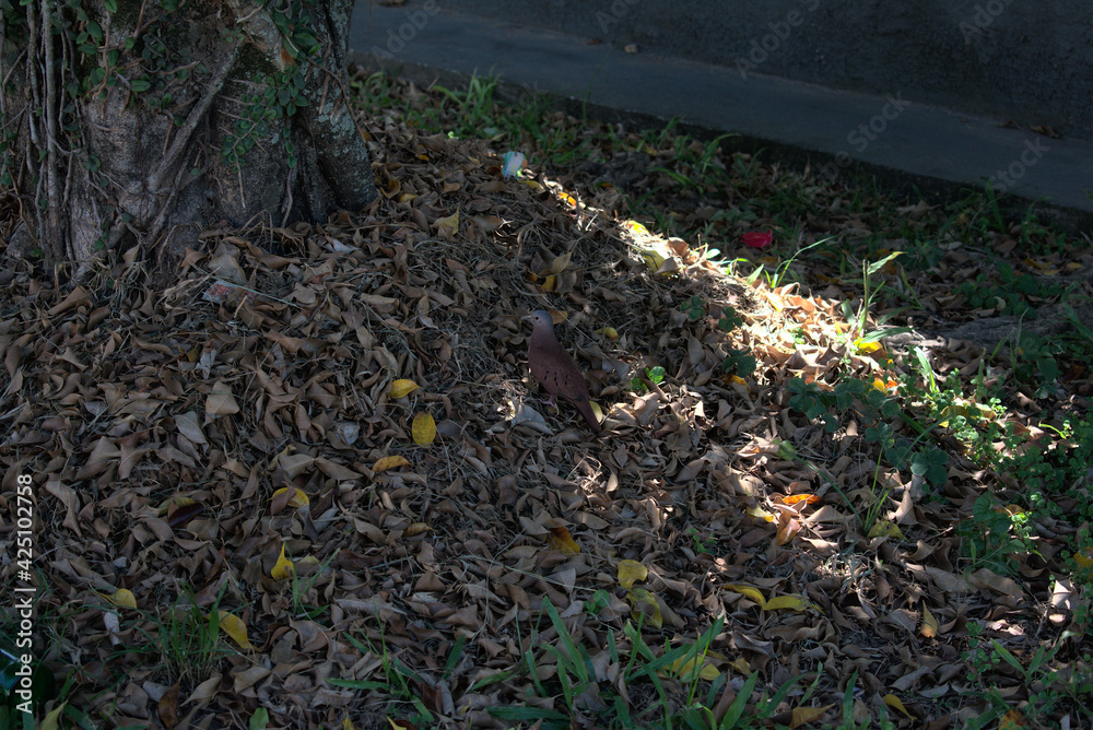 Obraz premium Rolinha