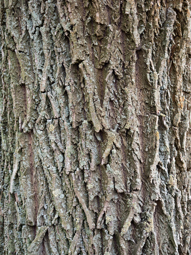 gray tree bark close up