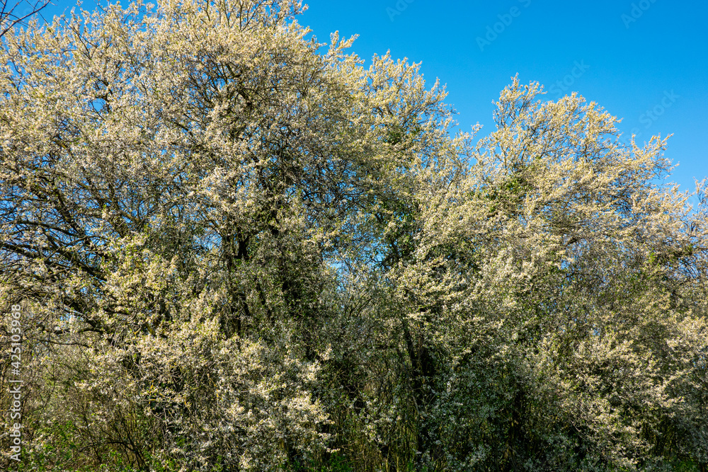 Overgrown garden with blooming old fruit trees Overgrown garden with blooming old fruit trees