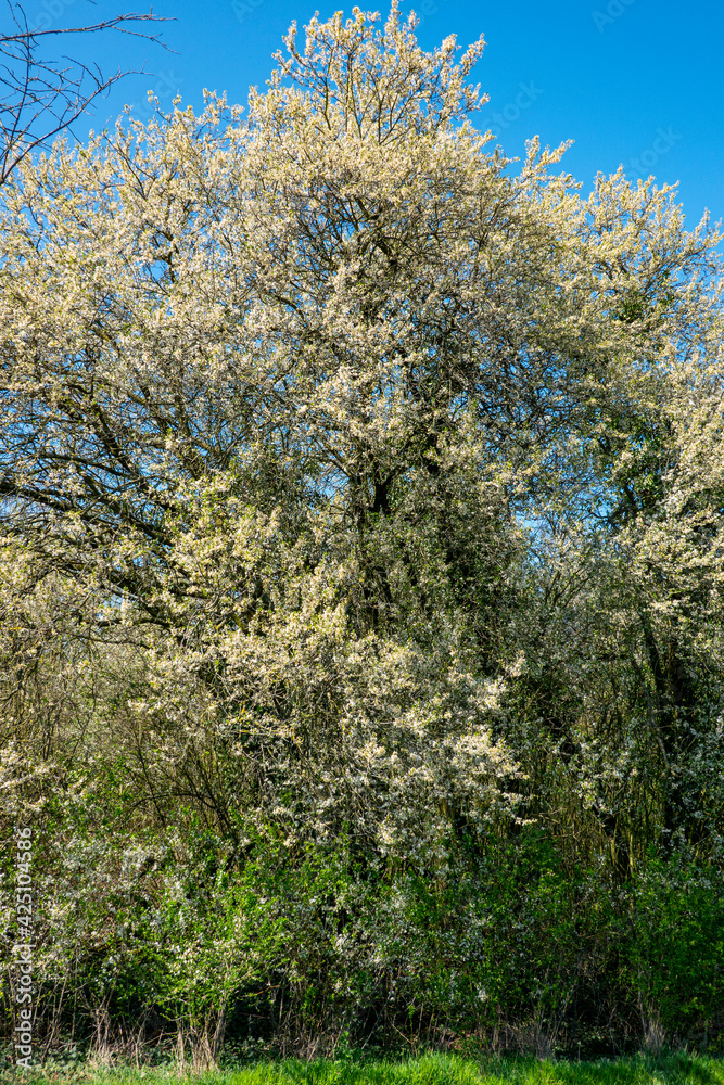 Overgrown garden with blooming old fruit trees Overgrown garden with blooming old fruit trees