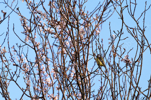 Blaumeise im Kirschblütenbaum