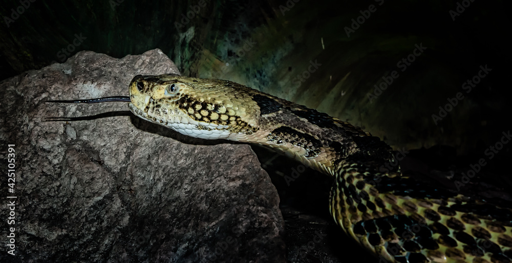 Closeup head shot of a Canebrake Rattlesnake. Closeup head shot of a Canebrake Rattlesnake.