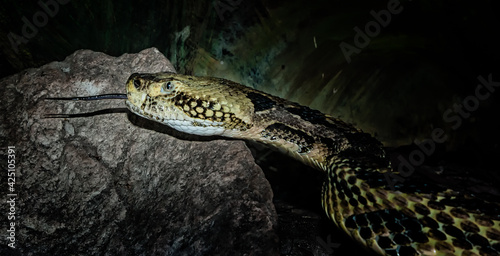 Closeup head shot of a Canebrake Rattlesnake.