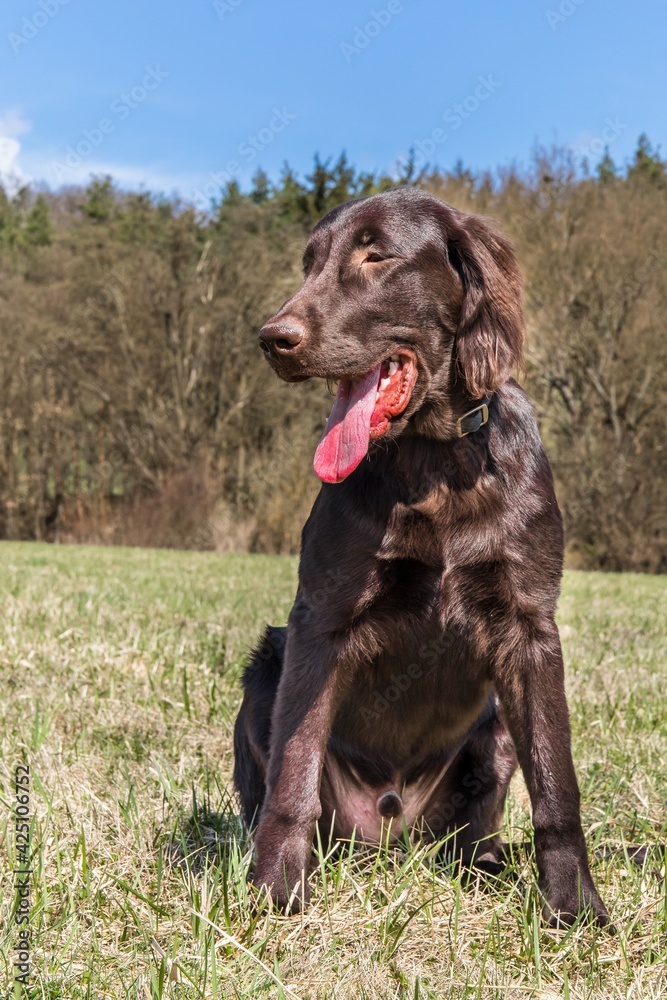 Puppy brown flat coated retriever on a green field. Hunting dog on a spring meadow. Puppy brown flat coated retriever on a green field. Hunting dog on a spring meadow.