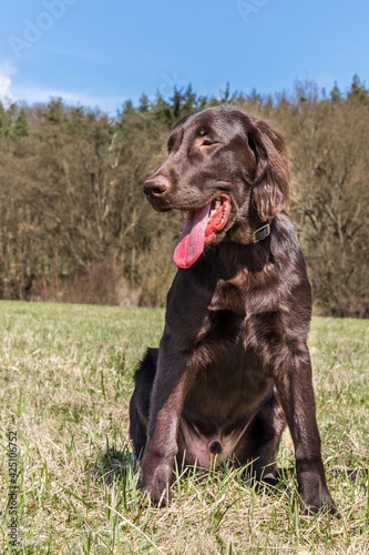 Puppy brown flat coated retriever on a green field. Hunting dog on a spring meadow.
