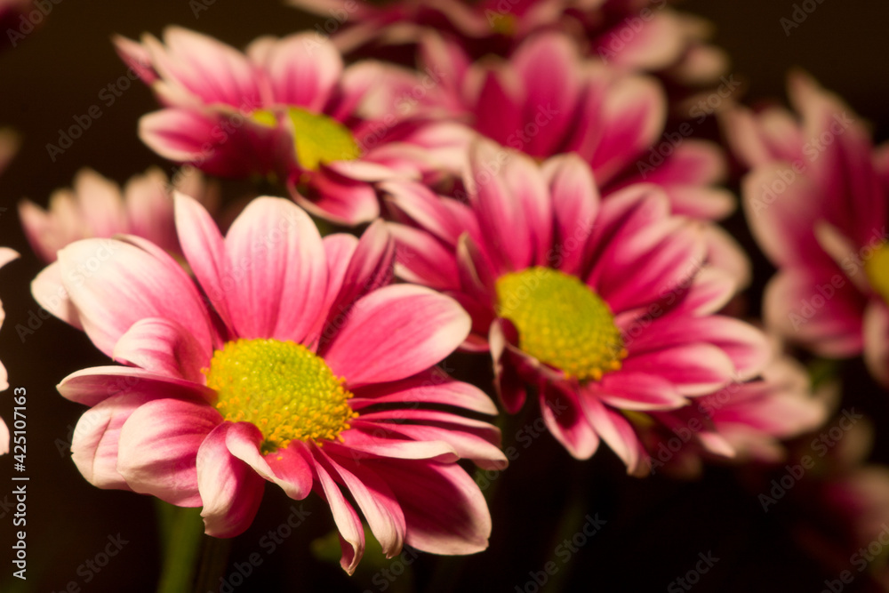 Purple flowers in vaze. Purple flowers in vaze.