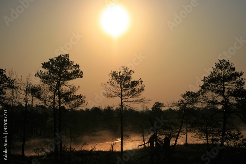 sunset on the swamp