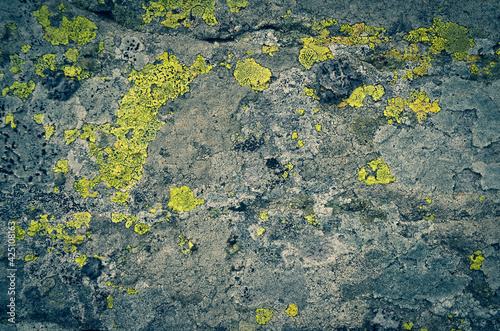 lichen on the rock