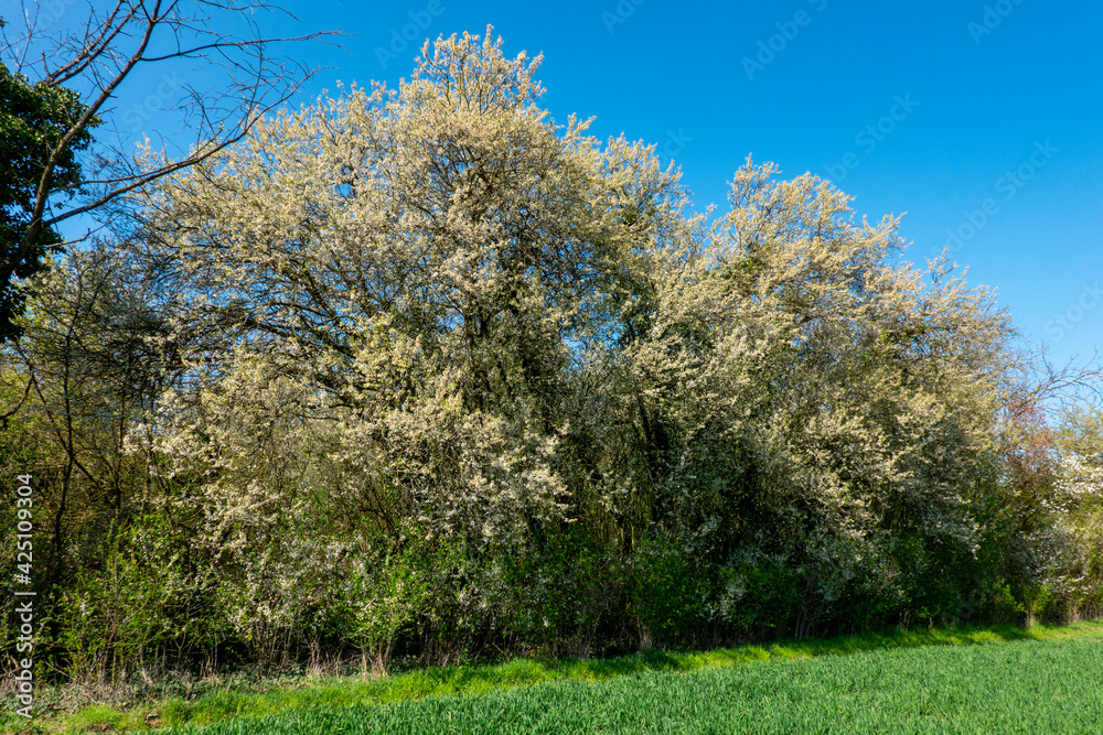 Overgrown garden with blooming old fruit trees Overgrown garden with blooming old fruit trees