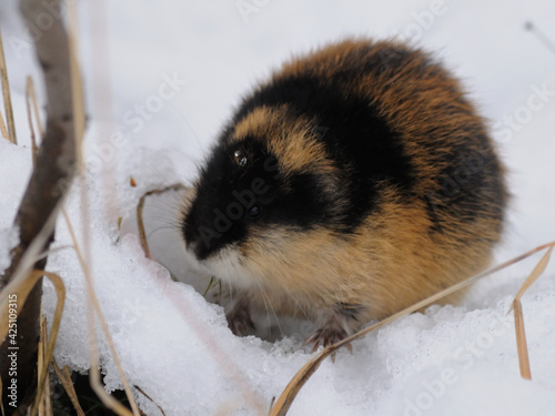 Norwegian lemming, an arctic wild animal in the snow looking for food. Wild scowl of a Norwegian lemming. Khibiny mountains, Murmansk region.