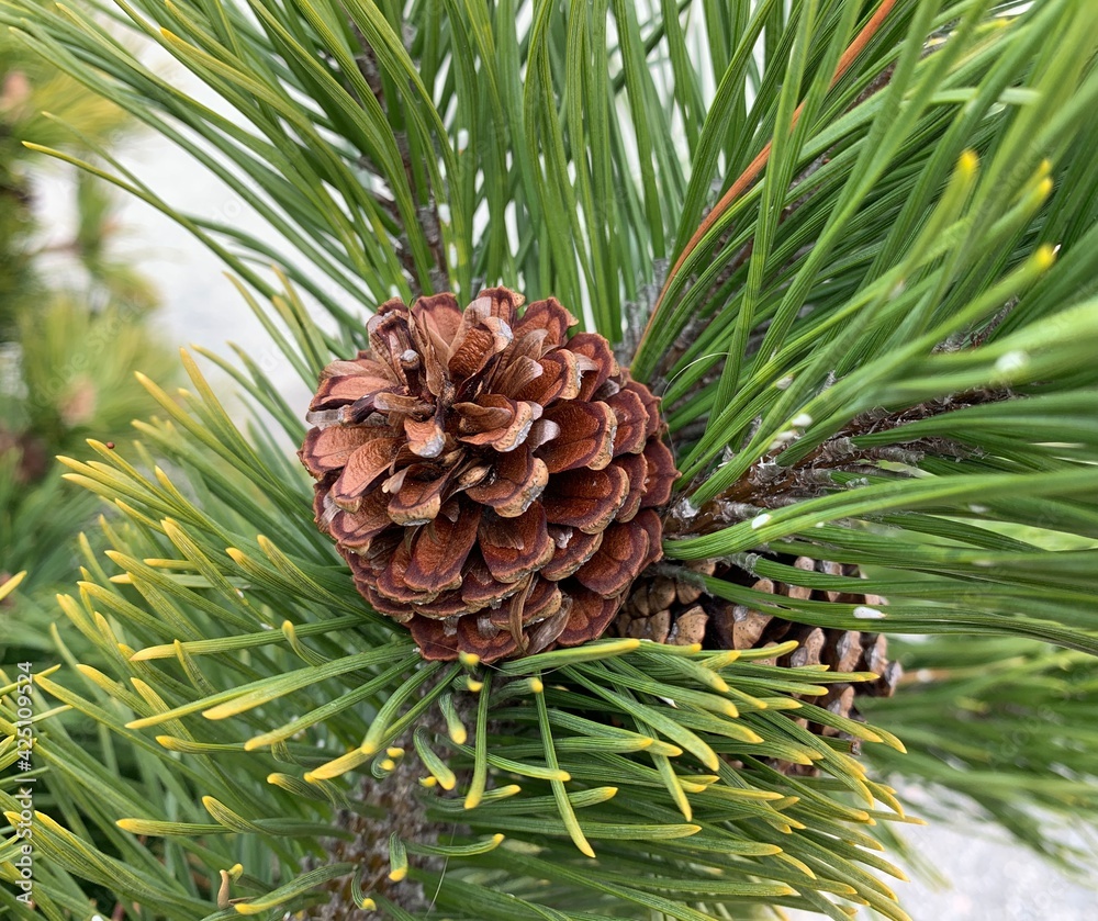 Fototapeta premium Good-looking young pine cone from a small tree, it's brown and tiny.