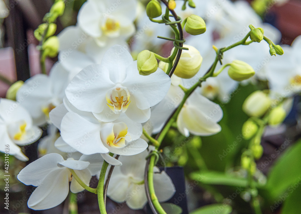 Orchid Phalaenopsis Snowball Popular plants for decorating rooms in houses Orchid Phalaenopsis Snowball Popular plants for decorating rooms in houses