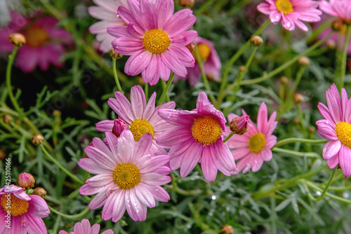 Pink Marguerite Daisy Flowers in a meadow. Close-up