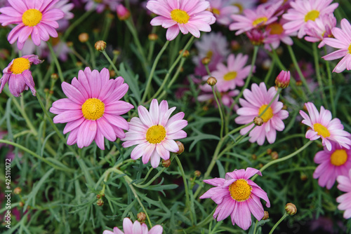 Pink Marguerite Daisy Flowers in a meadow. Top view
