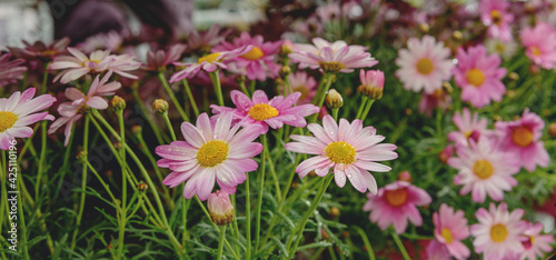 Pink white Marguerite Daisy Flowers in a meadow