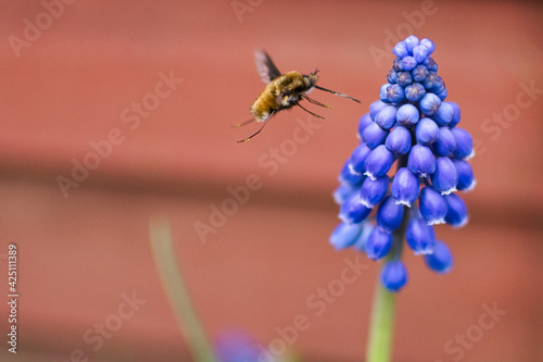 bee,flower,flying,insect,spring,febe,garden,bee on flower,grape hyacinths,muscari
 photo