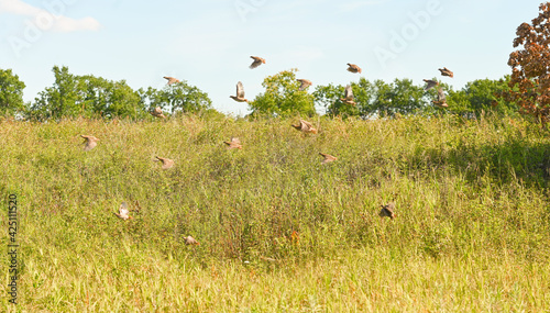 Large flock of grey partridges flies over the grass. Outdoors.