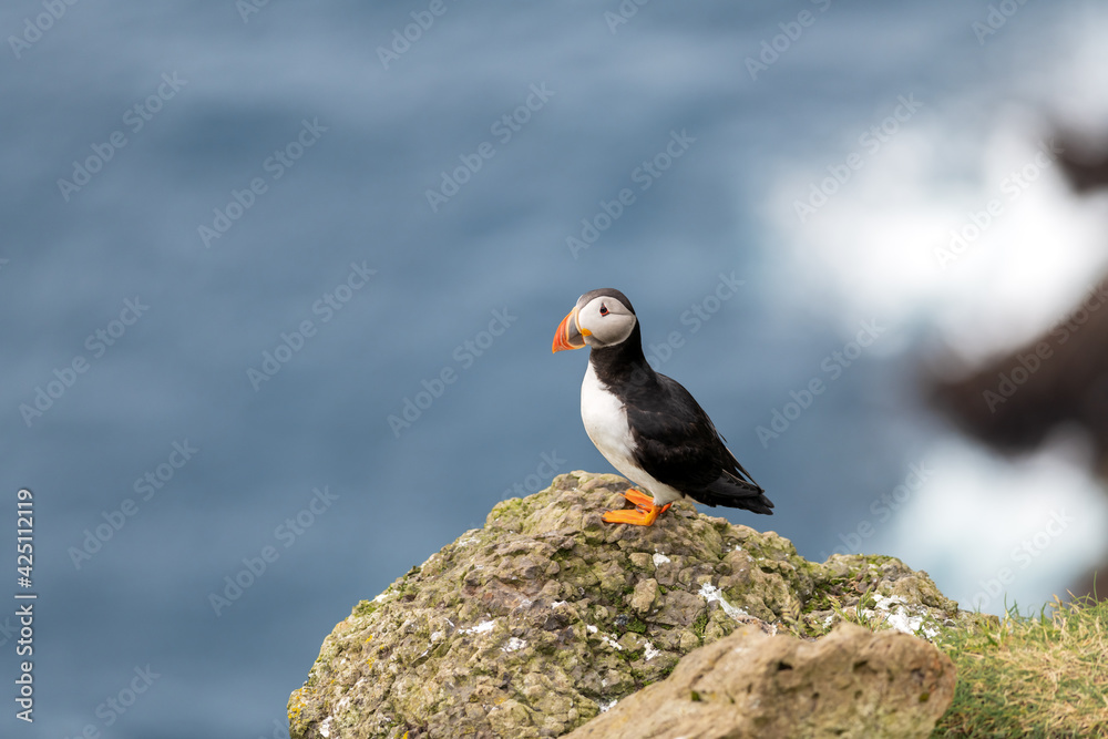 Fototapeta premium Famous faroese bird puffin closeup