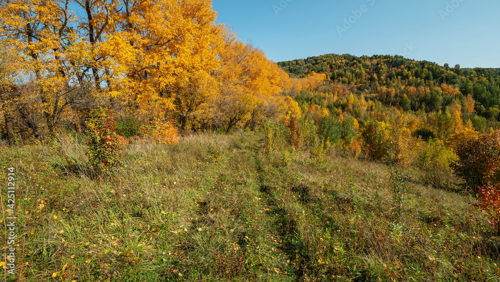 Altai mountains. Autumn forest in the vicinity of Gorno-Altaisk. Altai mountains. Autumn forest in the vicinity of Gorno-Altaisk.
