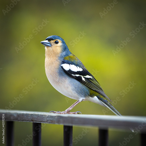 bird on a fence