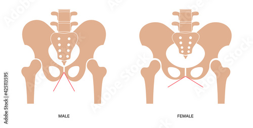 Muscular pelvis concept