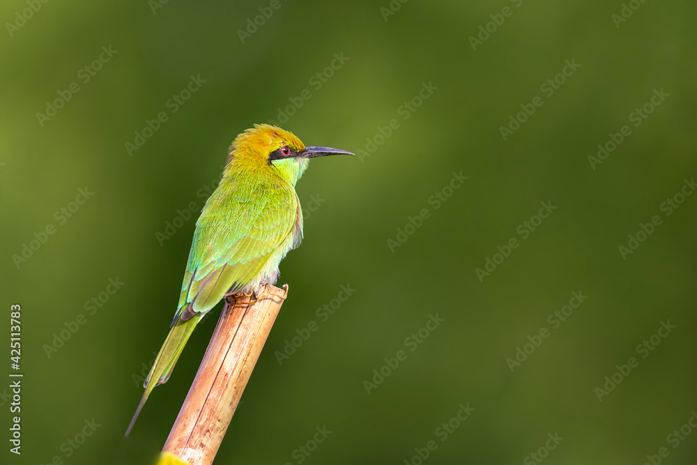 Green Bee-eater
The green bee-eater, also known as little green bee-eater, is a near passerine bird in the bee-eater family. Green Bee-eater
The green bee-eater, also known as little green bee-eater, is a near passerine bird in the bee-eater family.
