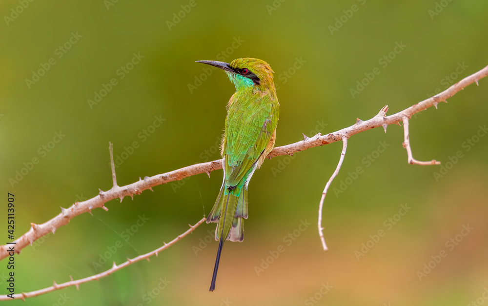 Green Bee-eater
The green bee-eater, also known as little green bee-eater, is a near passerine bird in the bee-eater family.