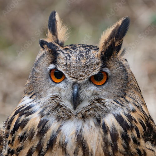 European eagle-owl (Bubo bubo) is a species of large owl that resides in much of Eurasia. Also called the European eagle-owl. large brown bird of prey. Background close up of the head and orange eyes