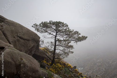tree in the fog and rocks 
